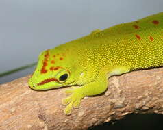 Phelsuma madagascariensis Gray 1831 resmi