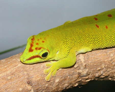 Plancia ëd Phelsuma madagascariensis Gray 1831