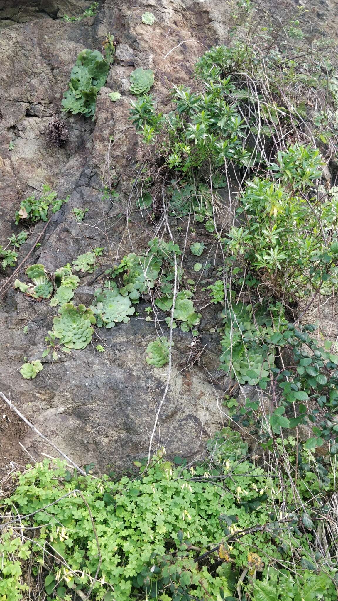 Image of Aeonium glandulosum (Ait.) Webb & Berth.