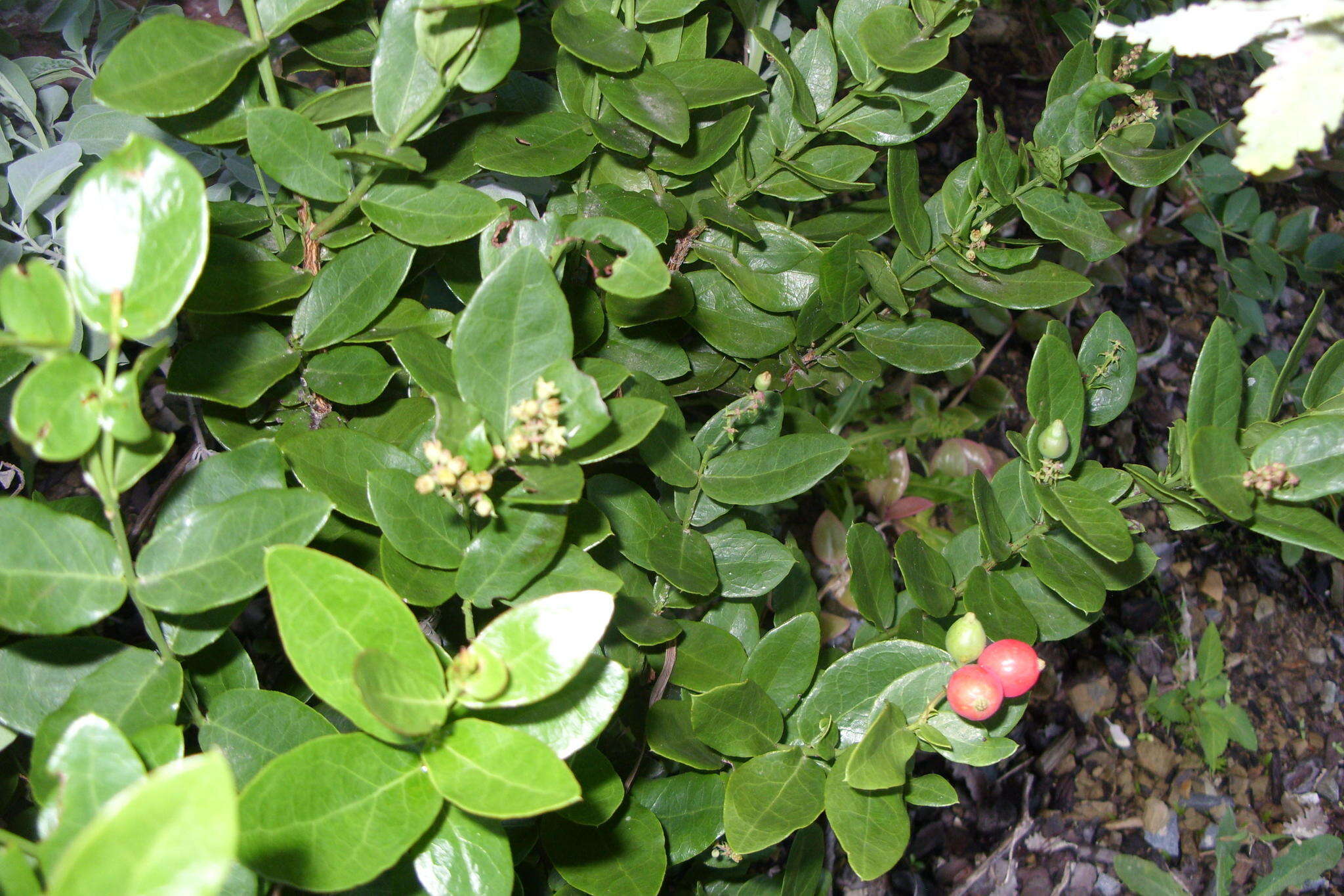 Image of Rhoiacarpos capensis (Harv.) A. DC.