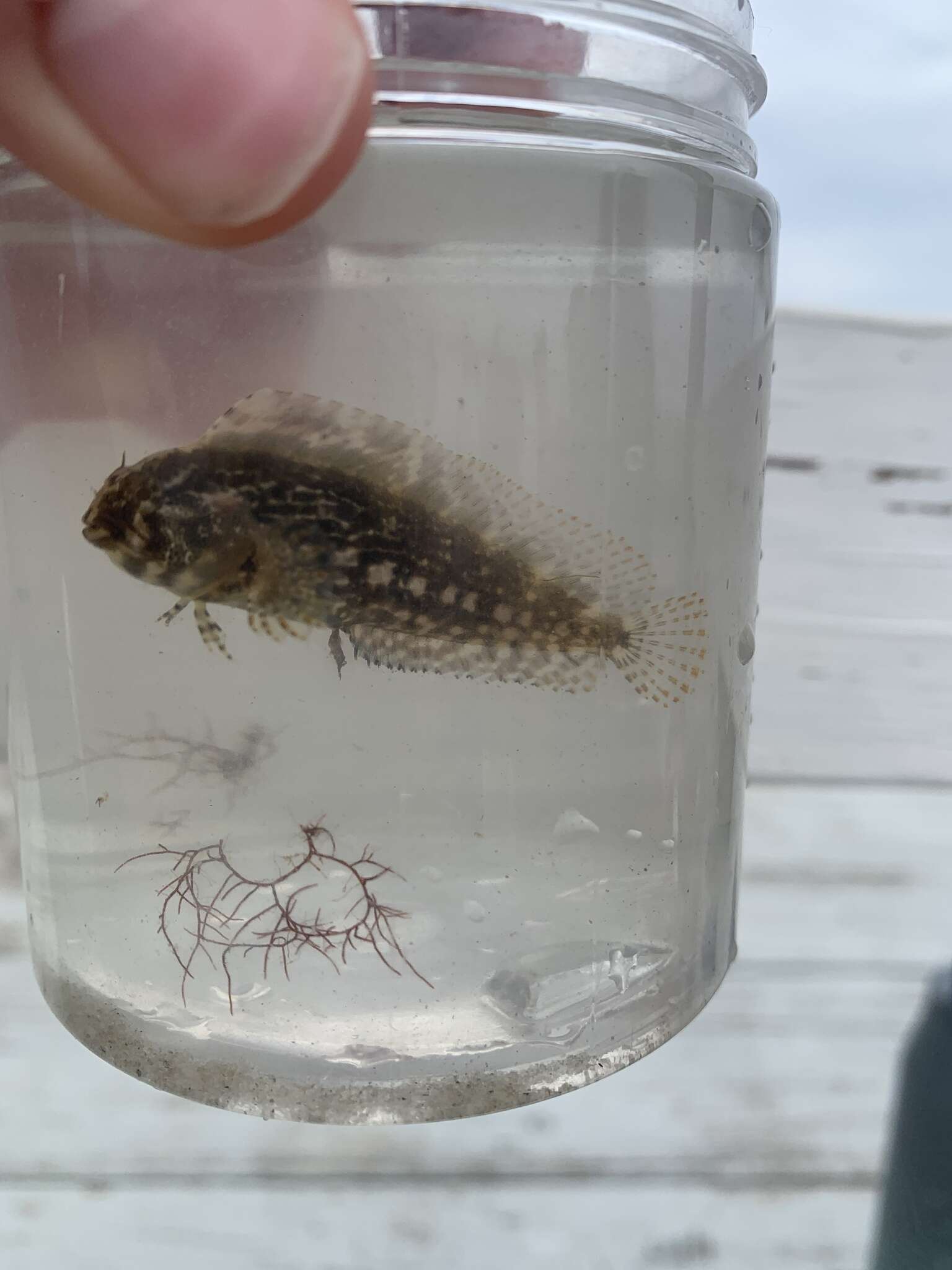 Image of Feather Blenny