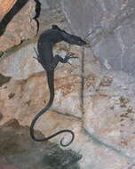 Image of Black Tree Monitor