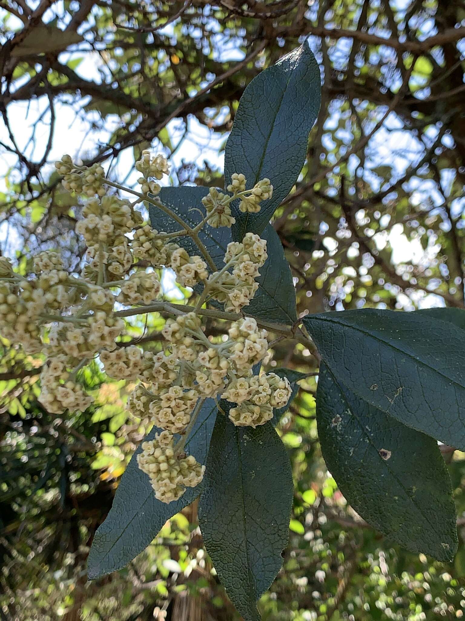 Image of Buddleja bullata Kunth