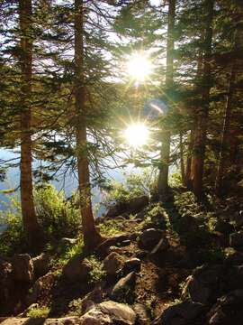 Image of subalpine fir