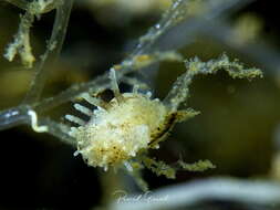 Image of Okenia longiductis Pola, Paz-Sedano, Macali, Minchin, Marchini, Vitale, Licchelli & Crocetta 2019