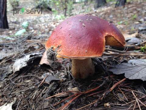 Boletus rubriceps D. Arora & J. L. Frank 2014 resmi