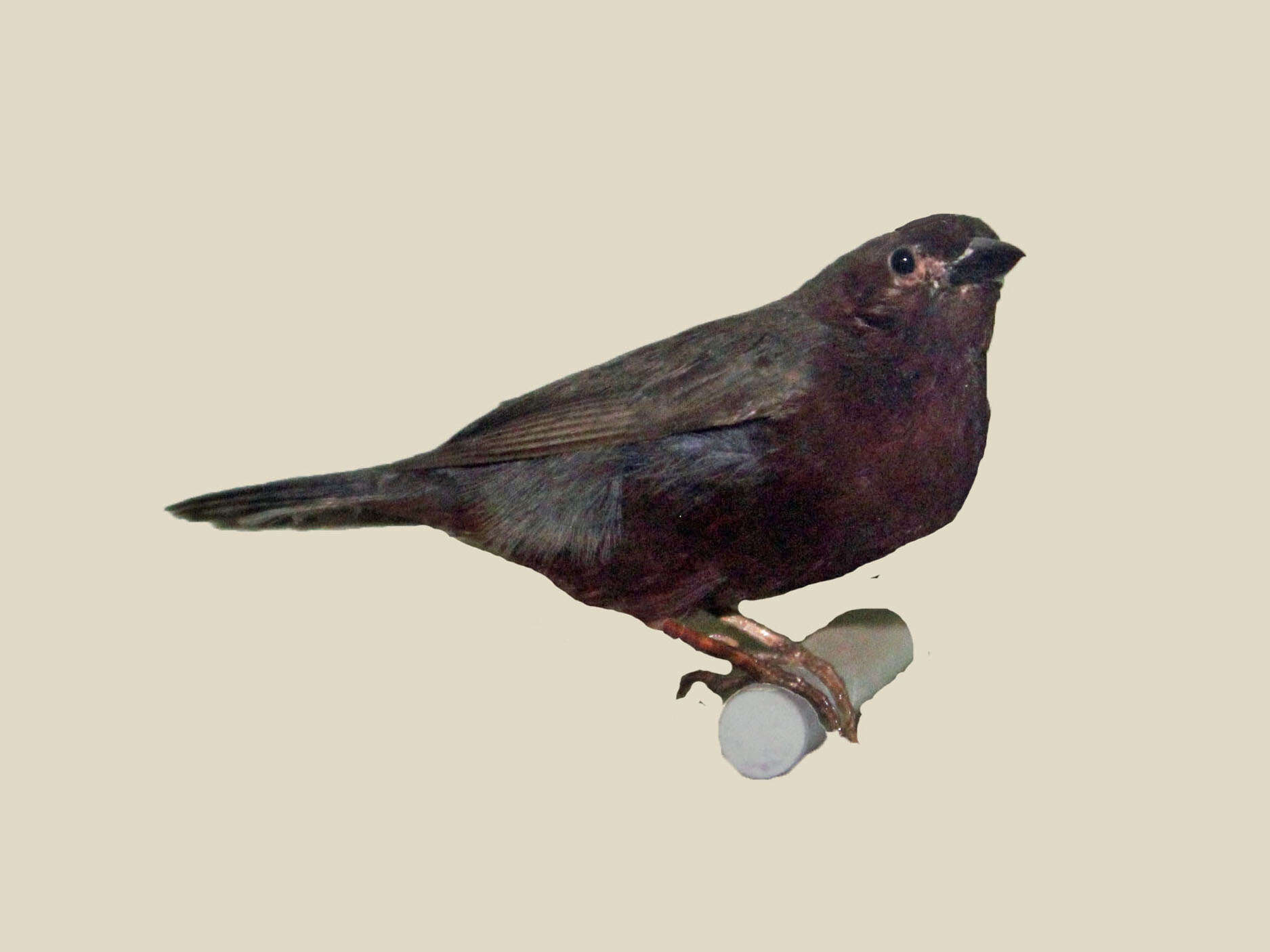 Image of Chestnut-breasted Negrofinch