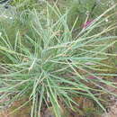 Image of Grevillea aspleniifolia Knight & Salisb.