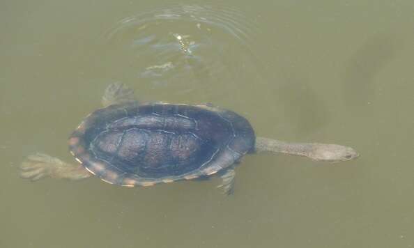 Image of Common Snake-necked Turtle