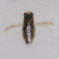 Image of Corisella edulis (Champion 1901)