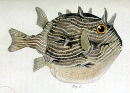 Image of Ornate cowfish