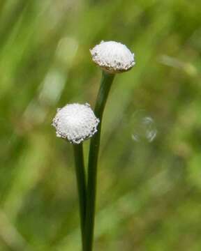 صورة Eriocaulon decangulare L.