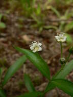 Plancia ëd Moehringia macrophylla (Hook.) Fenzl