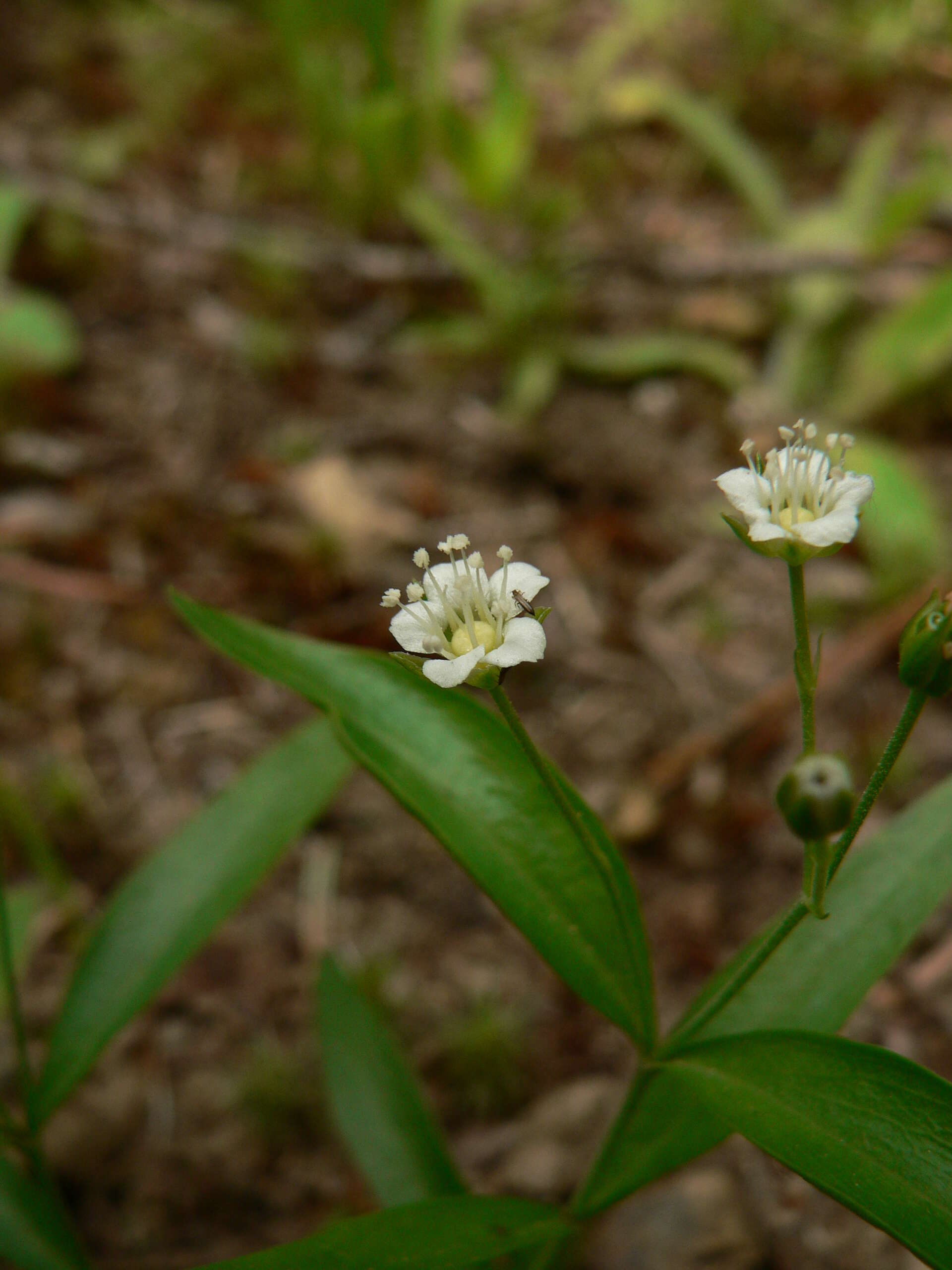 Plancia ëd Moehringia macrophylla (Hook.) Fenzl