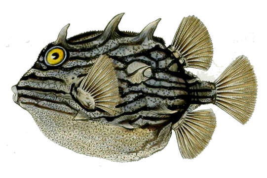 Image of Shaw&#39;s cowfish