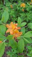 Image of flame azalea