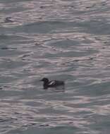 Image of Guillemots