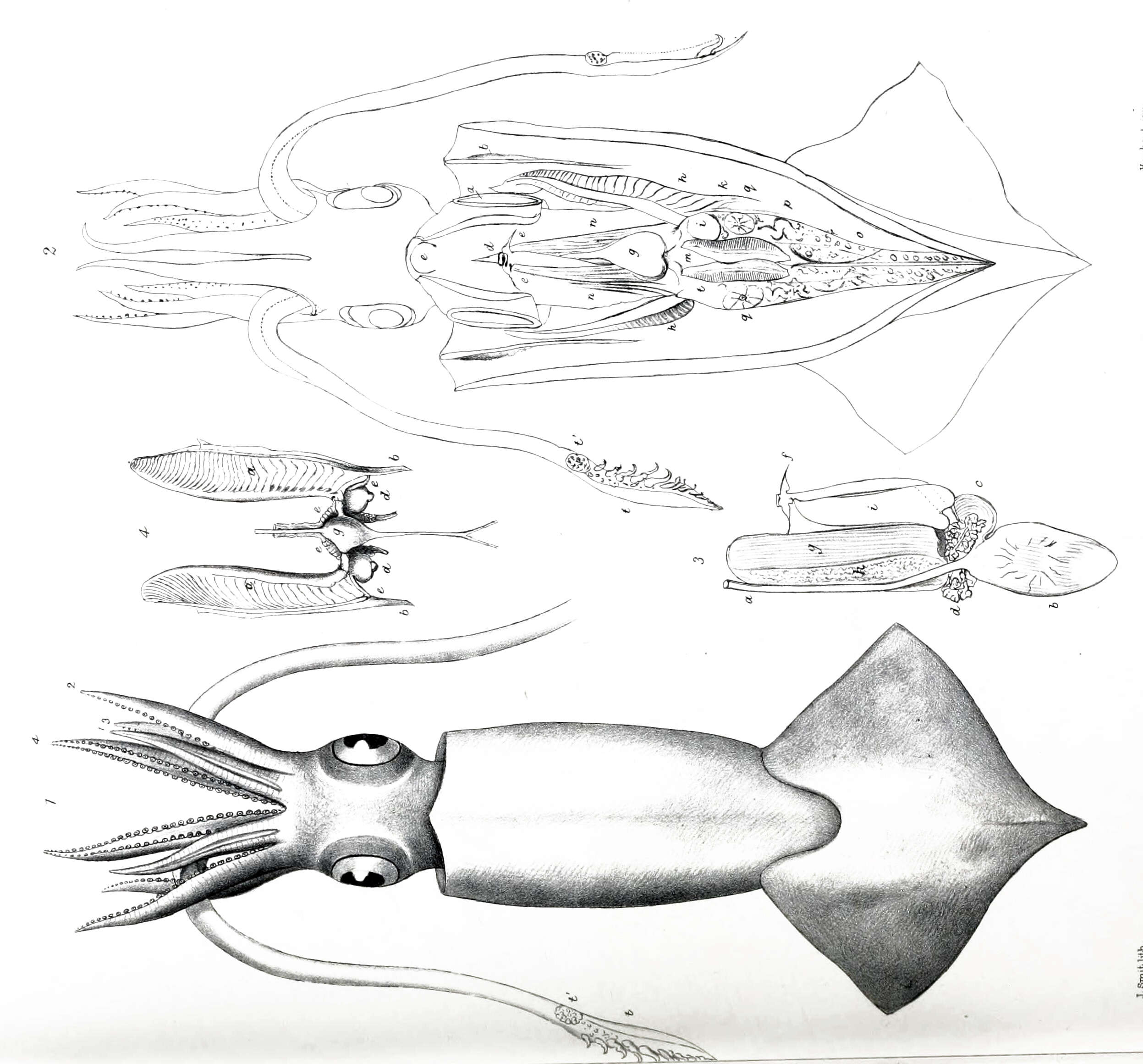 Image of Onychoteuthis Lichtenstein 1818