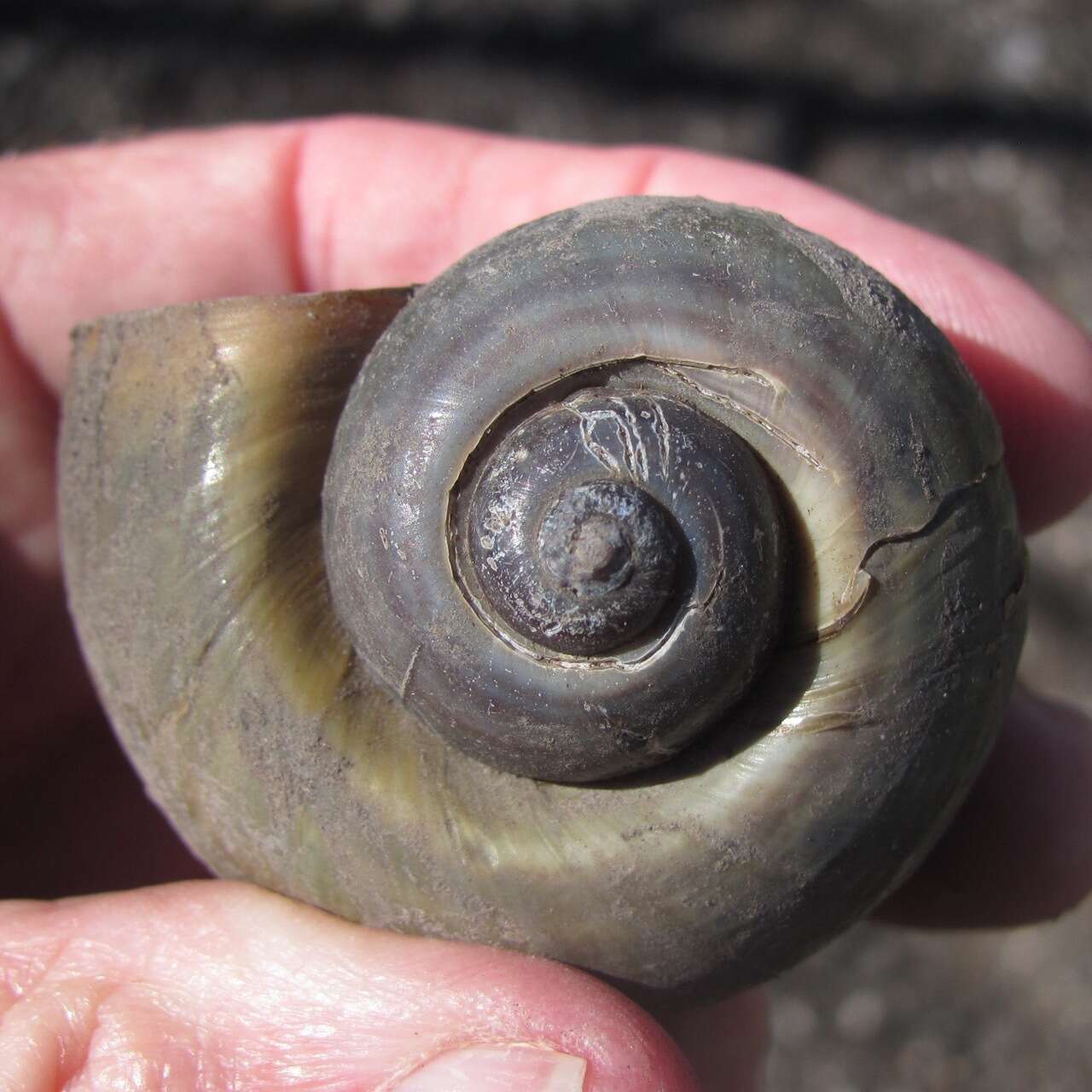 Image of Giant applesnail