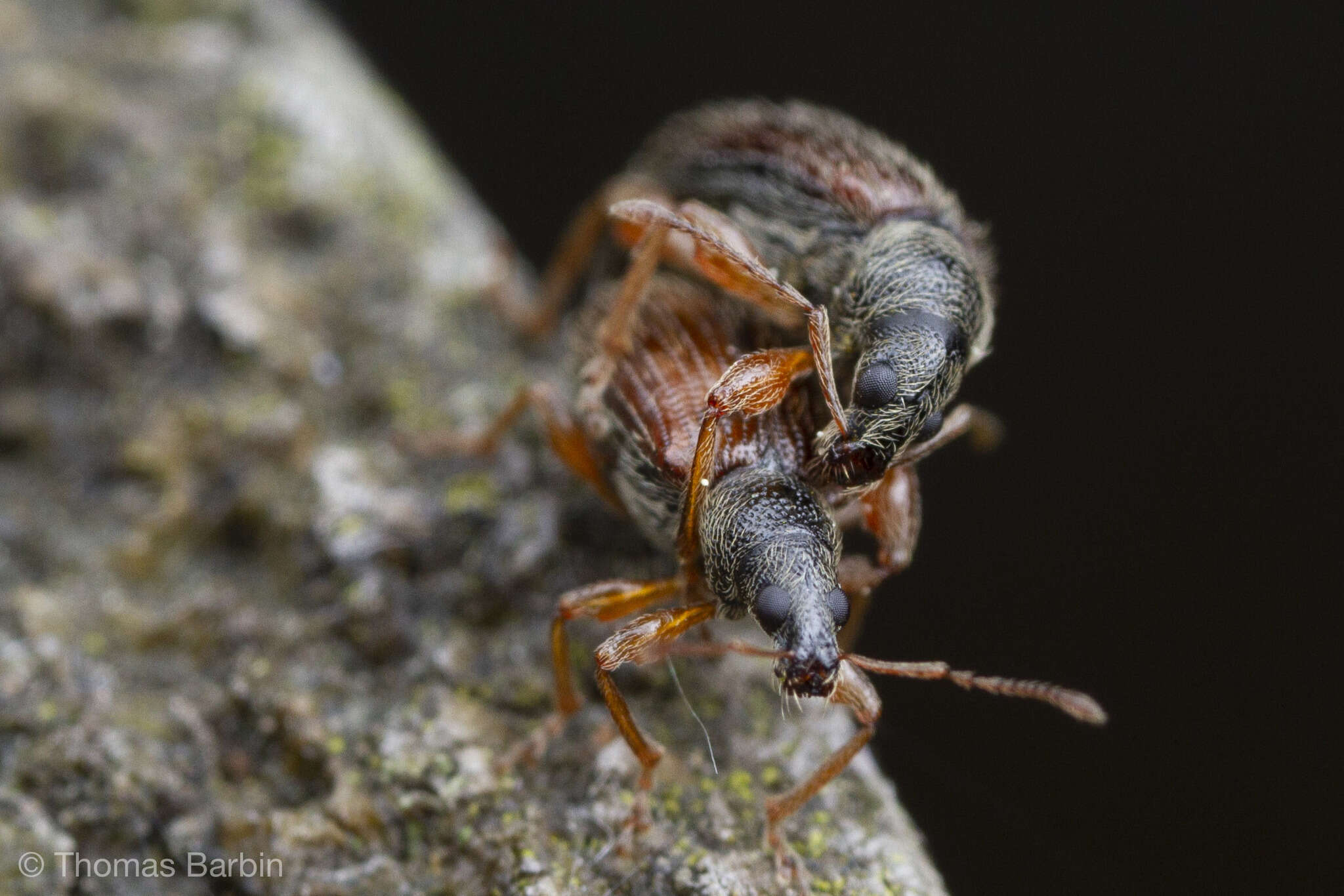 Plancia ëd Phyllobius (Nemoicus) oblongus (Linnaeus 1758)