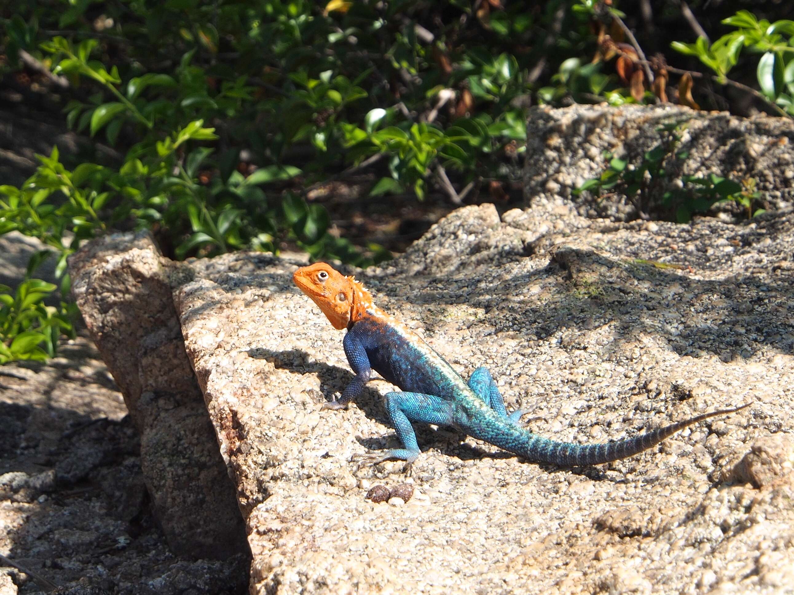 Image of Common agama