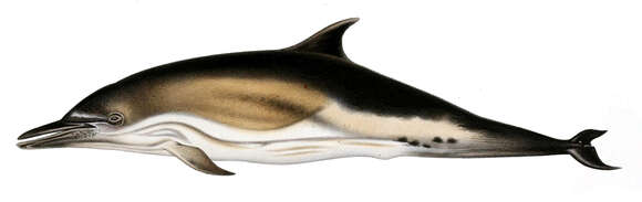 Image of Atlantic Dolphin