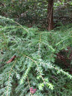 Image of eastern hemlock