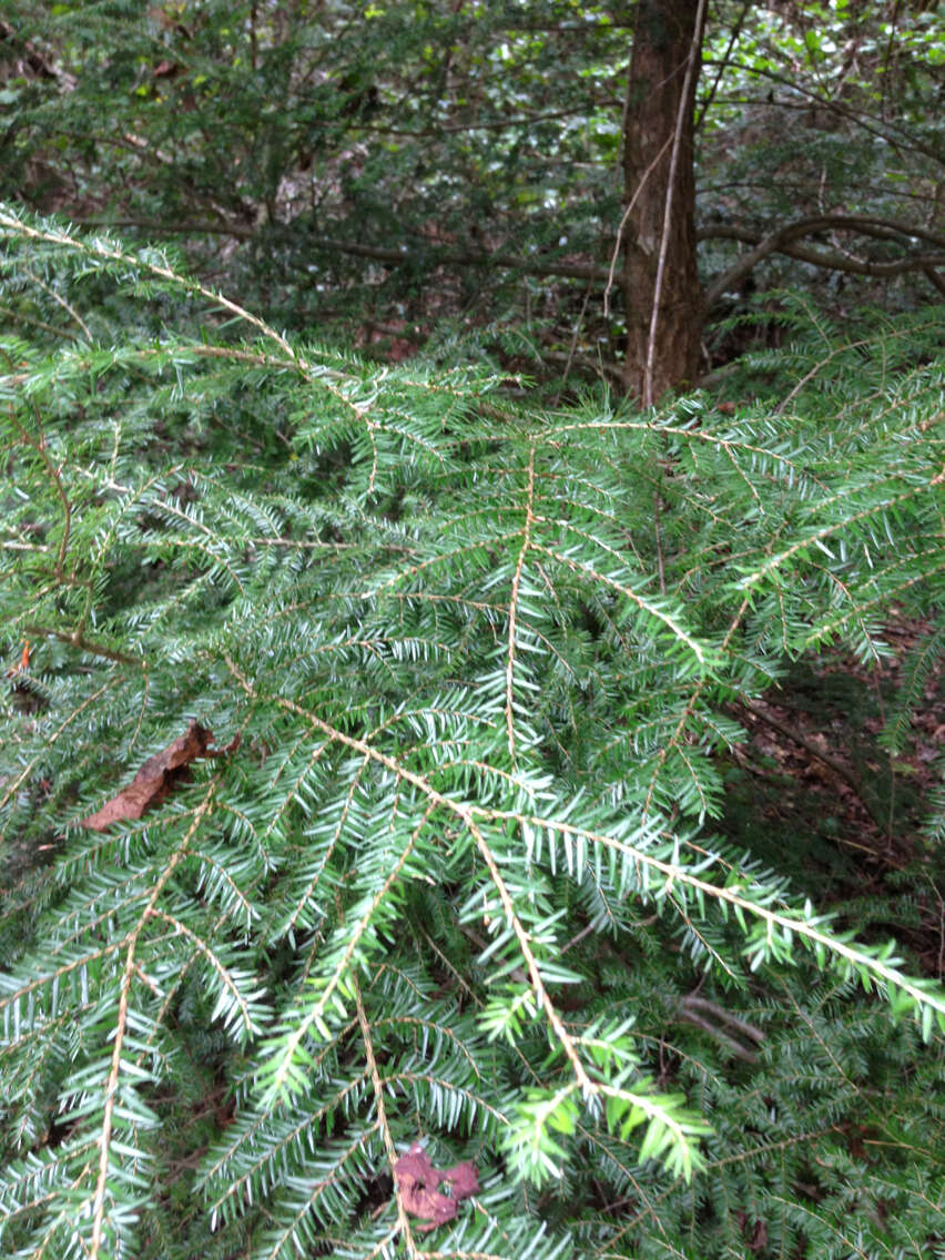 Image of eastern hemlock