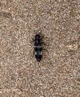 Image of Hairy Rove Beetle