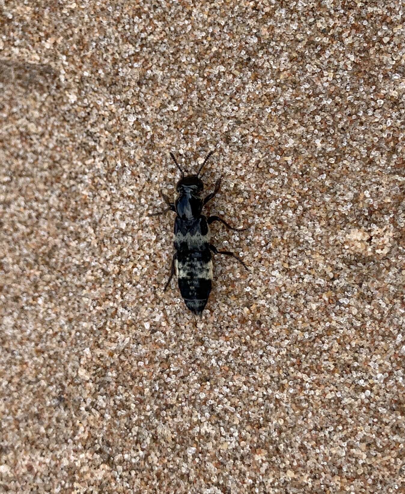 Image of Hairy Rove Beetle