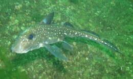 Image of Spotted Ratfish