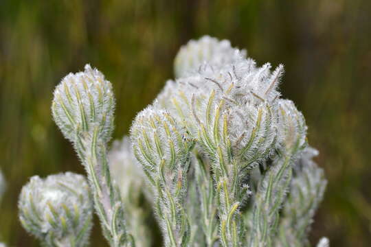 Image of Phylica plumigera Pillans