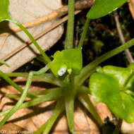 Image of miner's lettuce