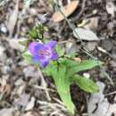 Image of sharpsepal beardtongue