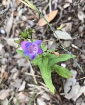 Image of sharpsepal beardtongue