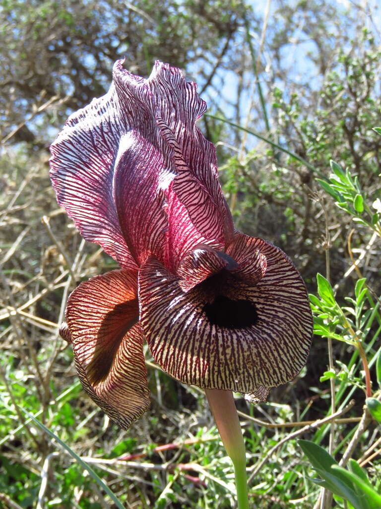 Sivun Iris iberica subsp. lycotis (Woronow) Takht. kuva