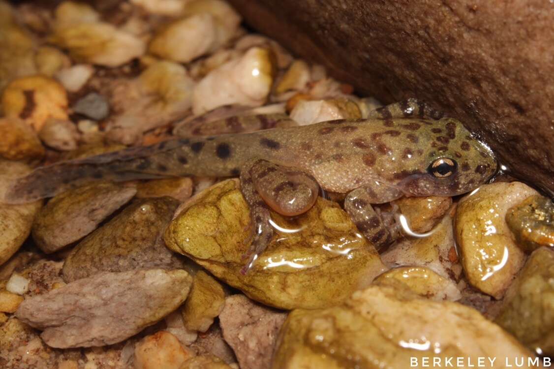 Image of Royal Ghost Frog