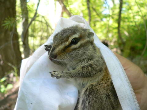 Image of Gray-collared Chipmunk