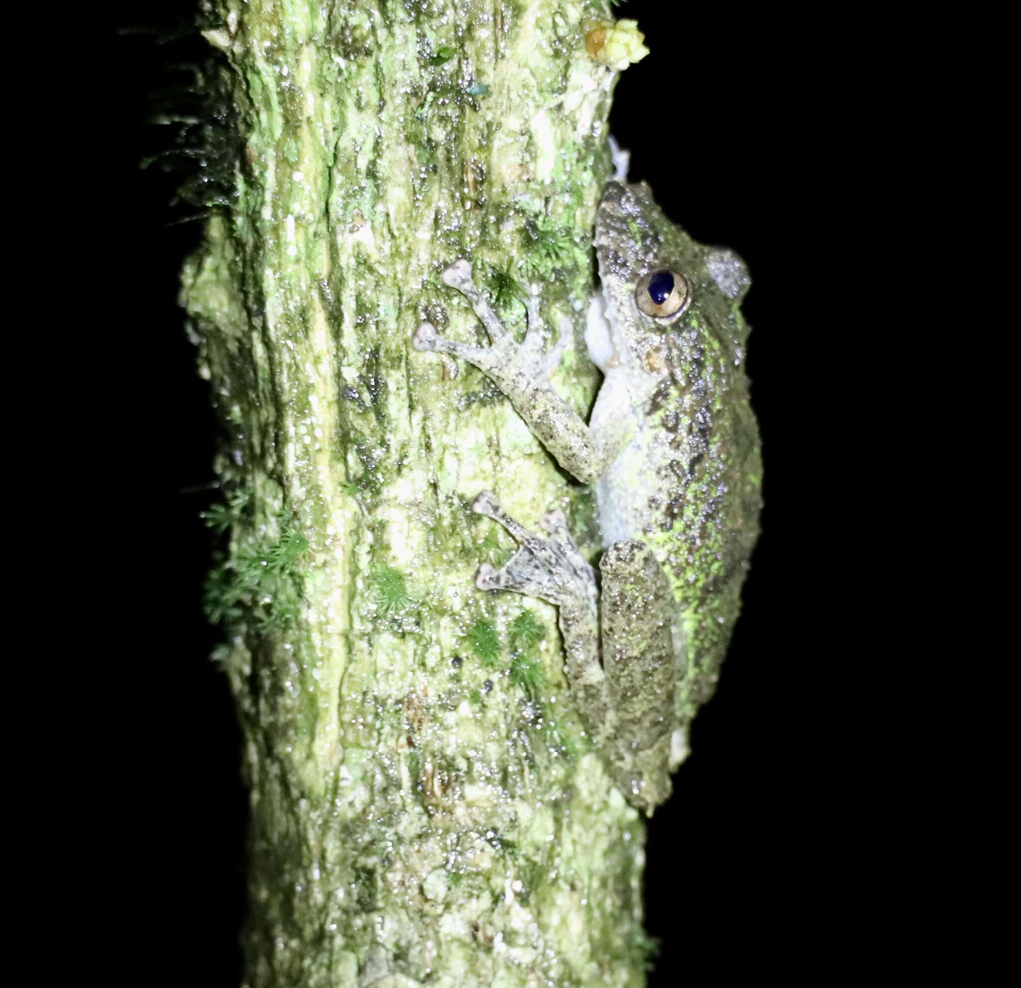 Image of Boulenger's Snouted Treefrog