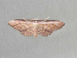 Image of Idaea rhodogrammaria Püngeler 1913