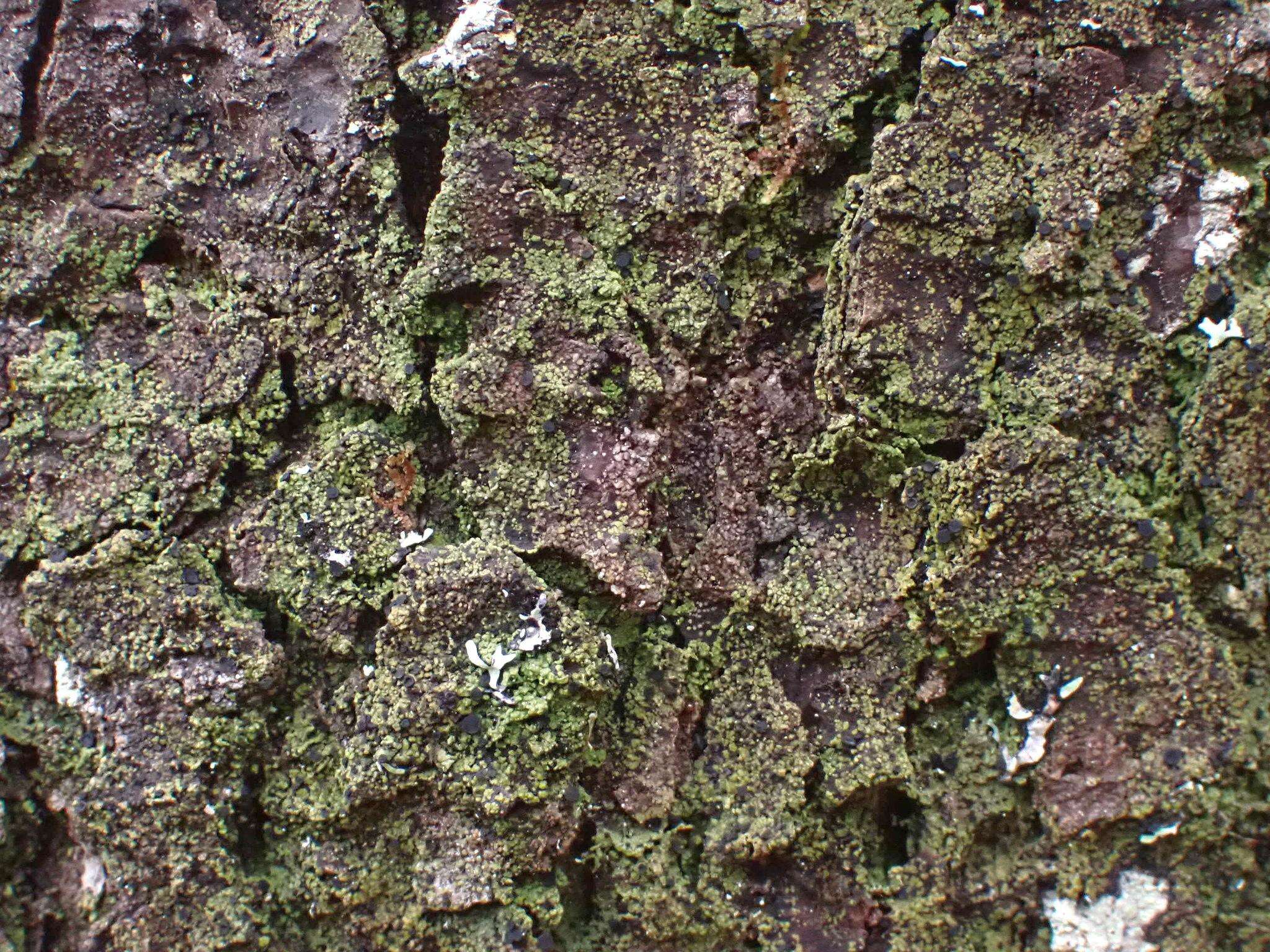 Image of disc granular lichen