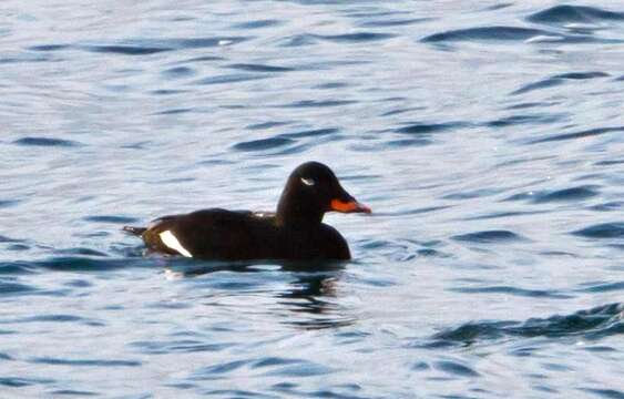 Image of Velvet Scoter