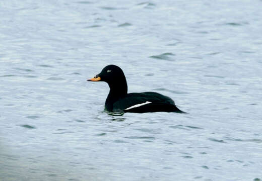 Image of Velvet Scoter