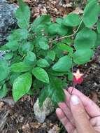 Image de Clematis texensis Buckl.