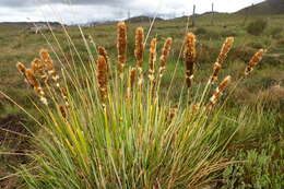 Sivun Calamagrostis chrysantha (J. Presl) Steud. kuva