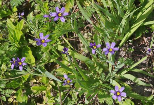 Sisyrinchium bermudiana L.的圖片