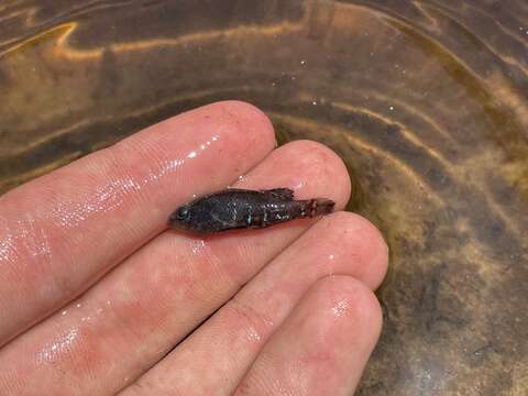 Image of Okefenokee Pygmy Sunfish