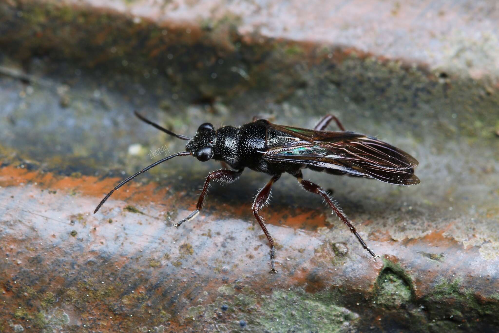 Image of Nerthus taivanicus (Bergroth & E. 1914)