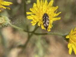 Imagem de Acmaeodera hepburnii Le Conte 1860