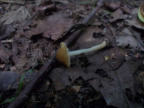 Image of Inocybe mixtilis (Britzelm.) Sacc. 1887